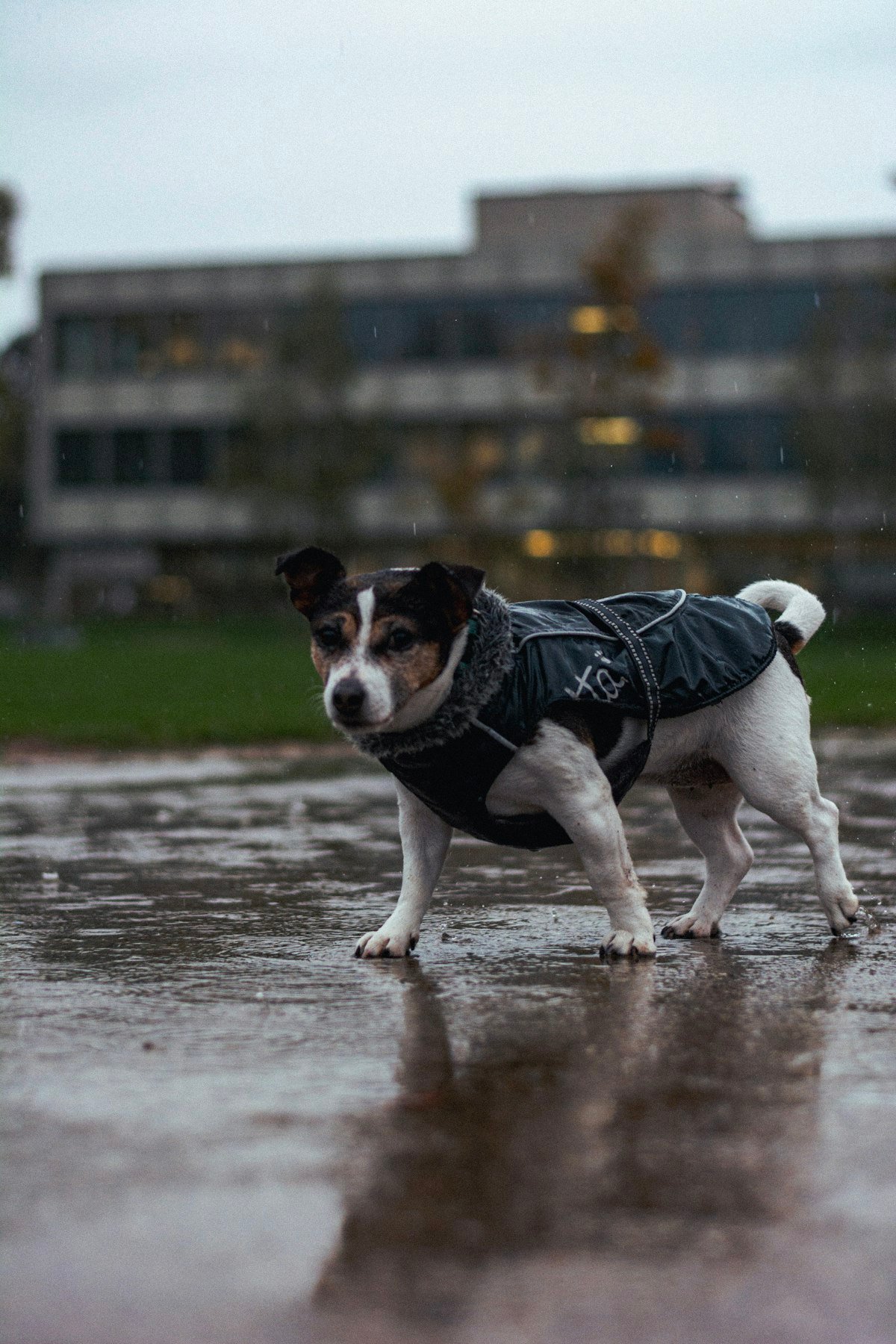 Chubasquero impermeable Rainy