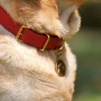 Collar de cuero con hebilla