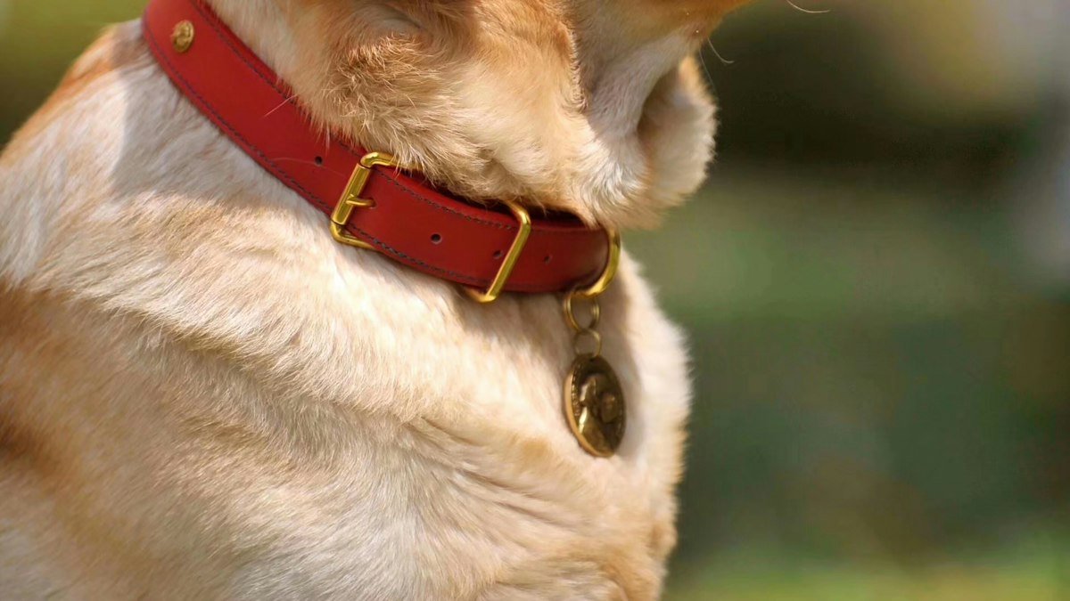 Collar de cuero con hebilla