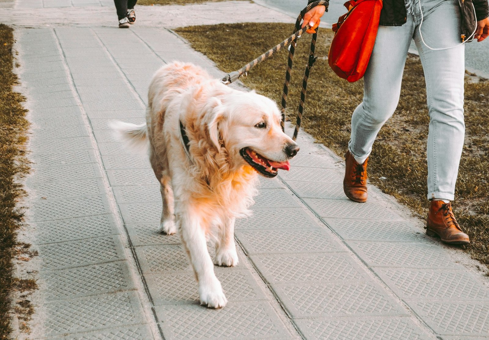 Perro con jersey de punto paseando en otoño